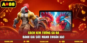 Cách Xem Tướng Gà Đá Đánh Giá Sức Mạnh Chuẩn Xác
