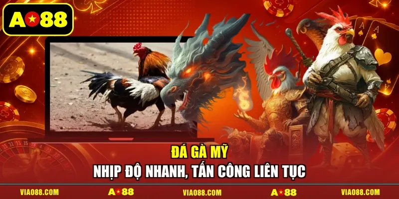 Đá gà Mỹ - Nhịp độ nhanh, tấn công liên tục